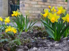 Daffodils